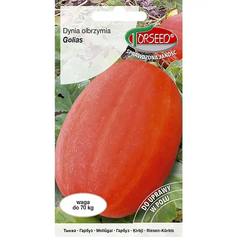 Dynia olbrzymia Golias 3g